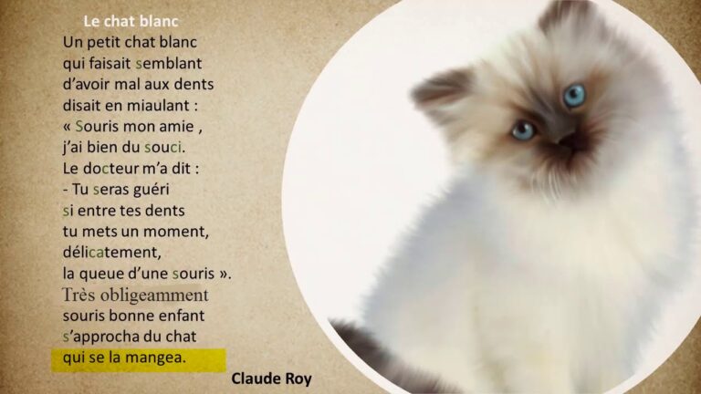 Chat Poeme